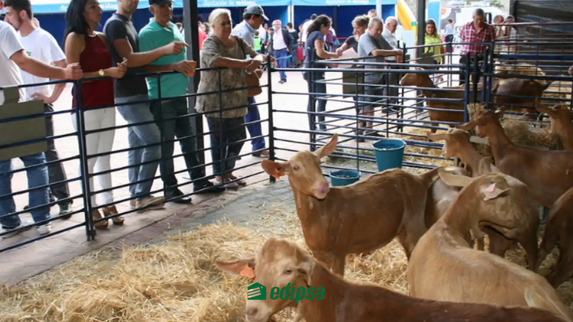 Fiestas Malagueñas 6-100