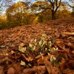 BOSQUE-DE-COBRE-108