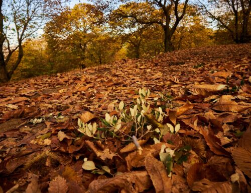 Descubre el bosque de cobre de Málaga