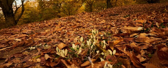 BOSQUE-DE-COBRE-108