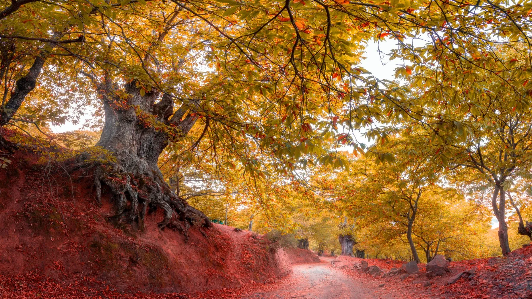 Bosque de cobre malaga