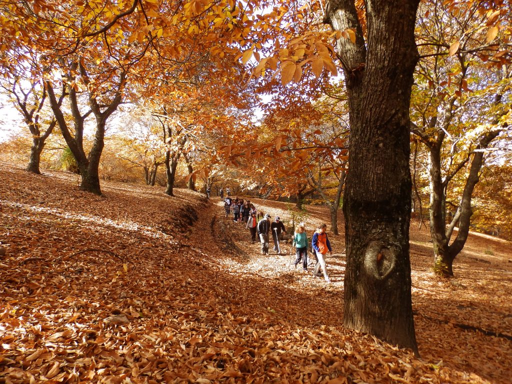 Personas paseando por bosque de cobre 